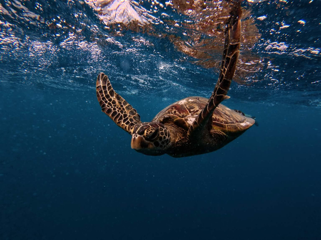 Go Local Cook Islands-堤堤卡维加必去景点