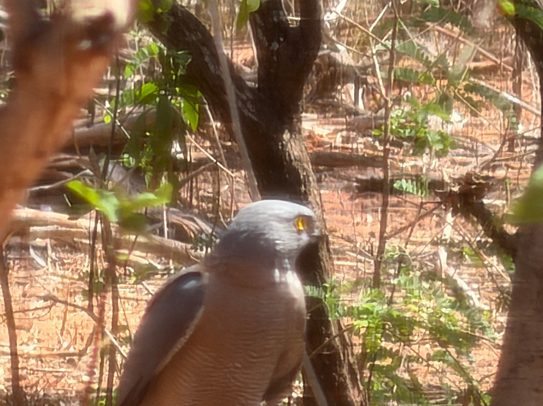 Broome Bird Observatory-布鲁姆必去景点
