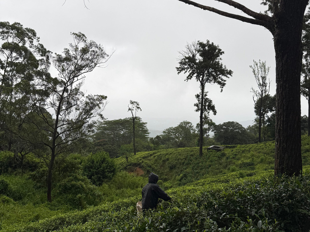 Kandy Trekking Tours-康提必去景点