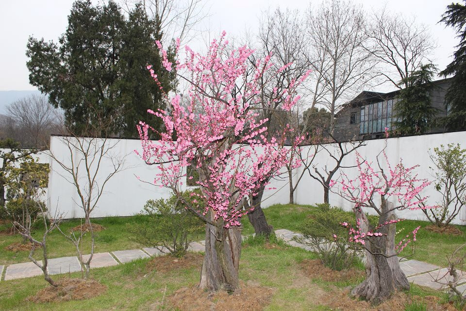 梅花山-南京市必去景点