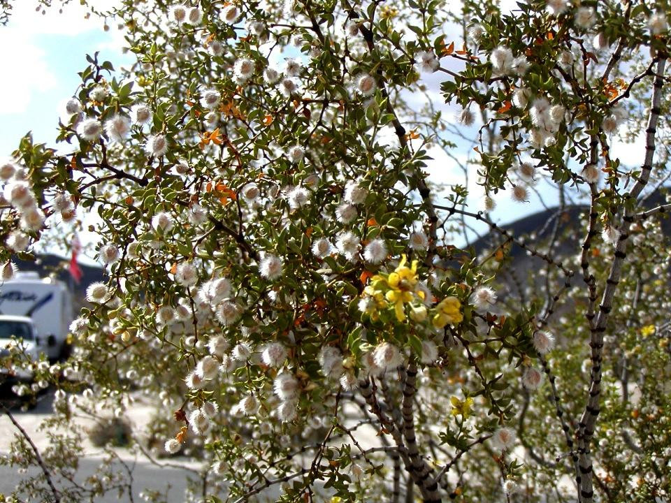 Agua Caliente County Park景点图片