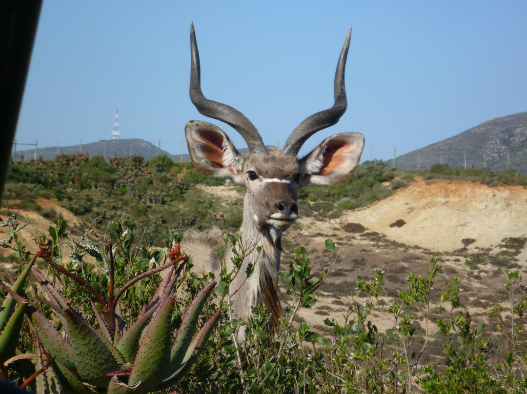 Umkhondo Big Five-阿尔贝蒂娜必去景点