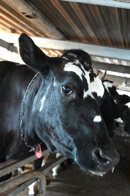 Wadel's Dairy