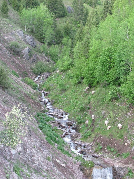 Goat Lick Overlook-冰河国家公园必去景点