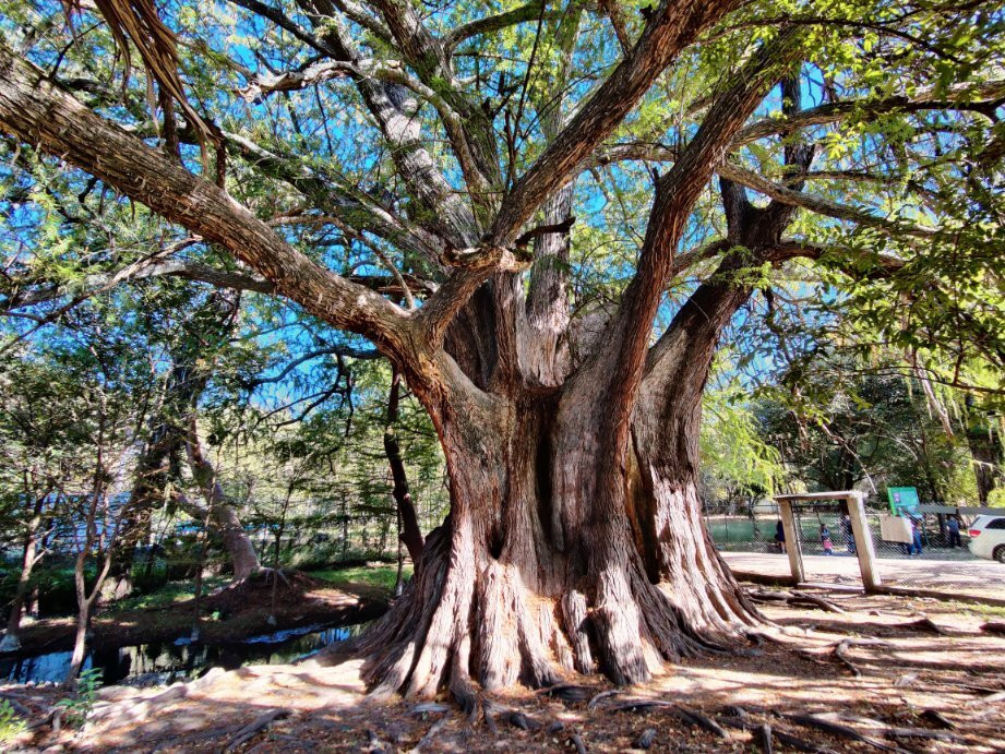 Arbol Milenario-Arroyo Seco必去景点