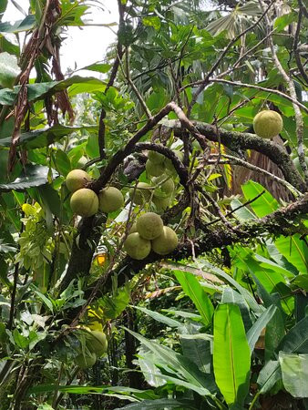Plantation Beauvallon-Le Morne-Rouge必去景点