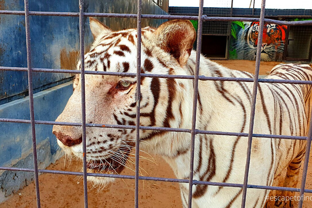 The Zoo Wild Life Park-乌姆盖万必去景点