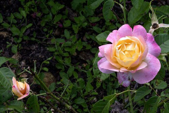 Les Jardins de Compostelle景点图片