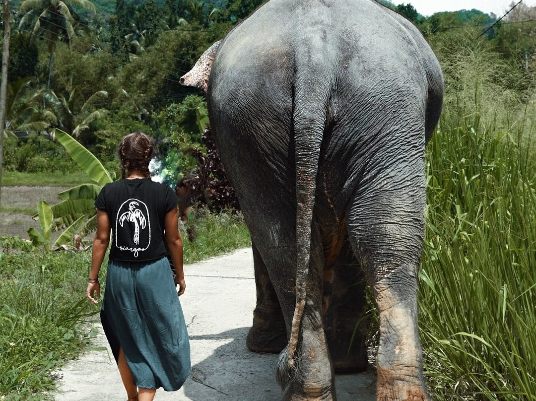 Elephant Freedom Project景点图片