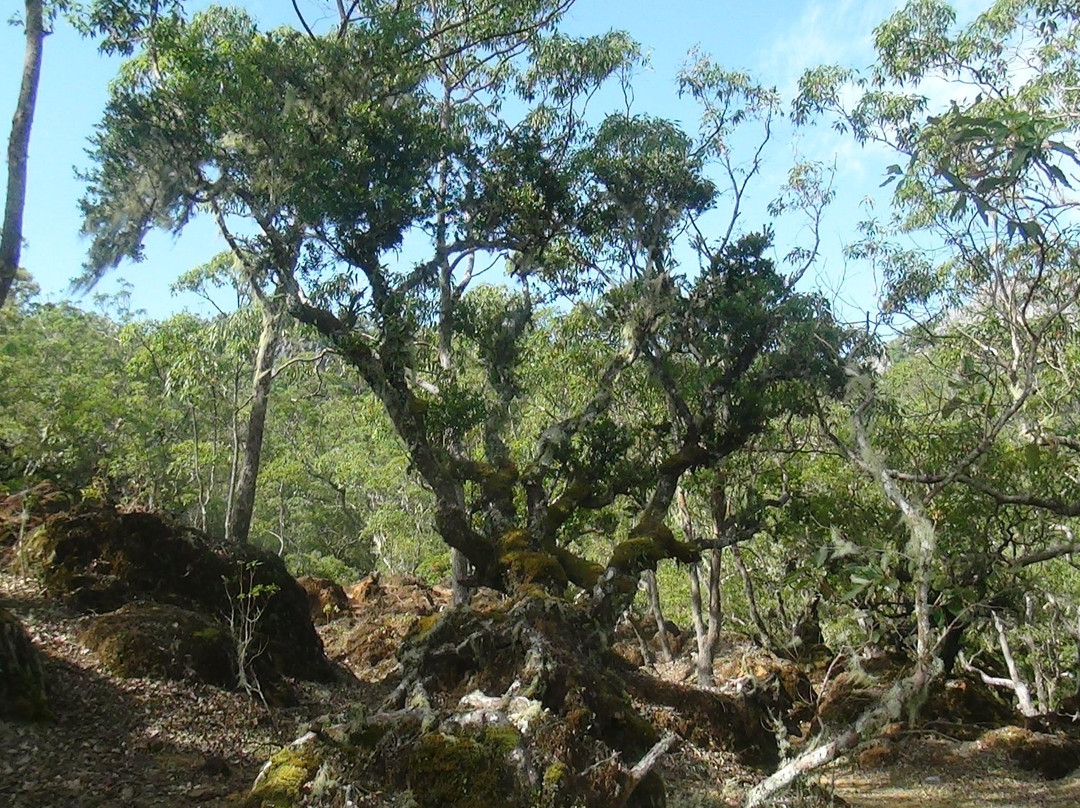 Gunung Mutis Natural Reserve景点图片