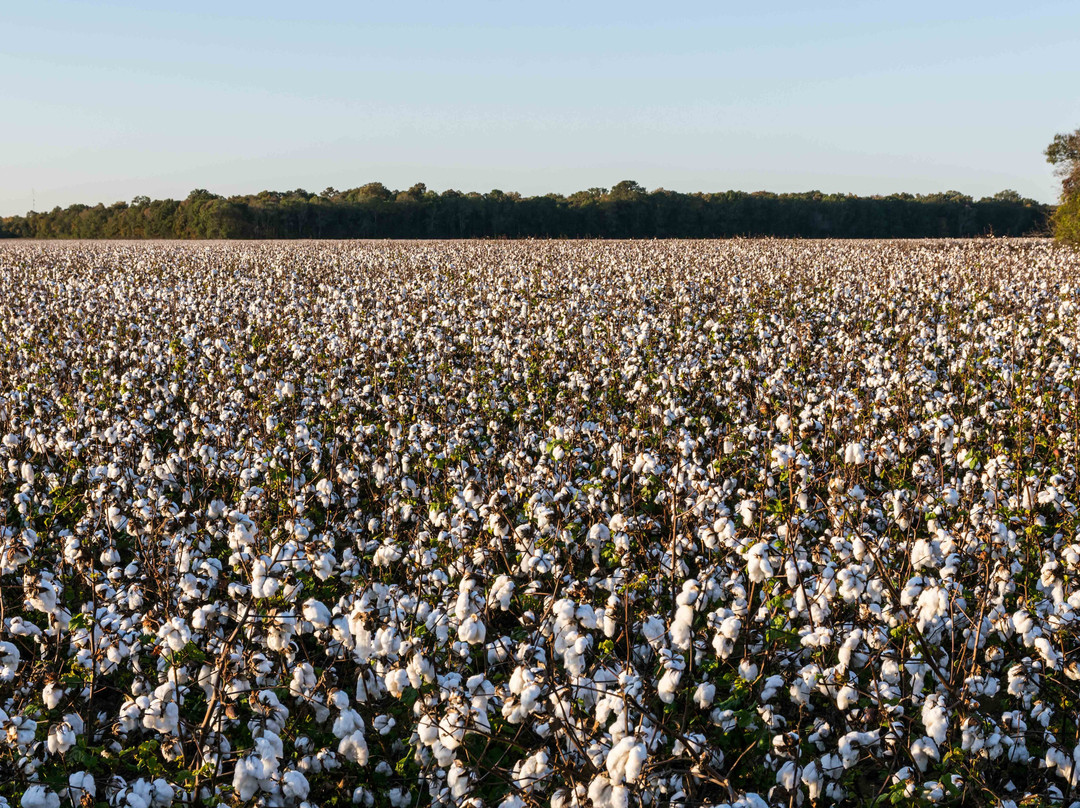 Dumas旅游攻略图片