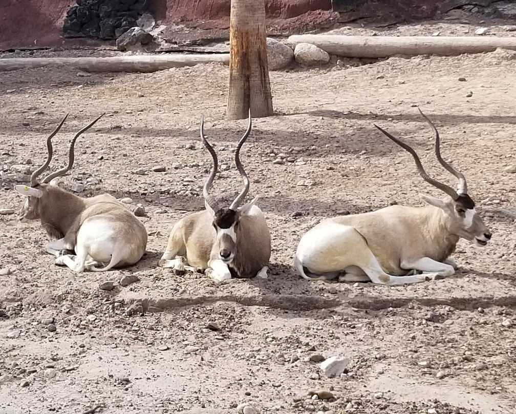 Gladys Porter Zoo-布朗斯维尔必去景点