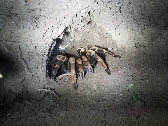 Kinkajou Night Walk Tour-圣埃伦娜必去景点