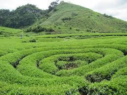 Moc Chau Tea Plantation景点图片