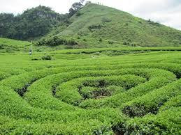 Moc Chau Tea Plantation