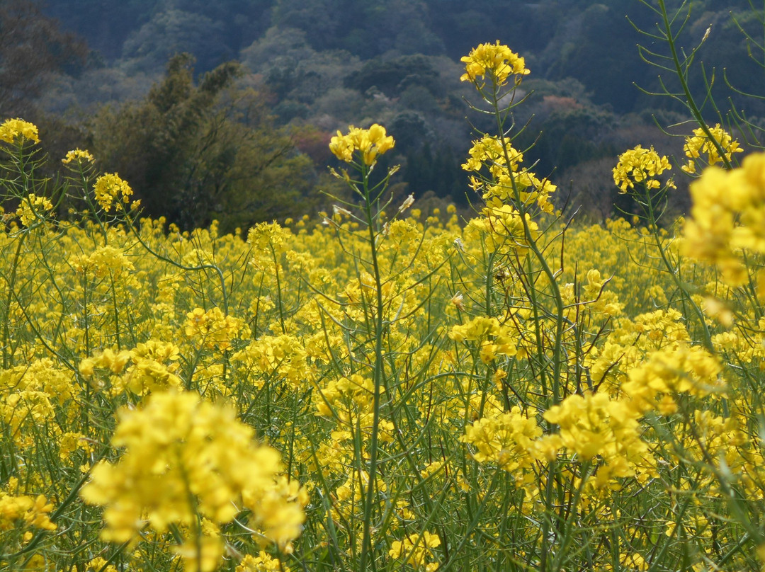 Ishuigami no Nanohana Batake