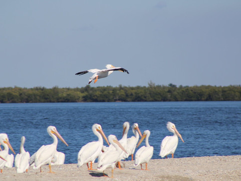Sanibel Island Dolphin Tours-萨尼贝尔岛必去景点