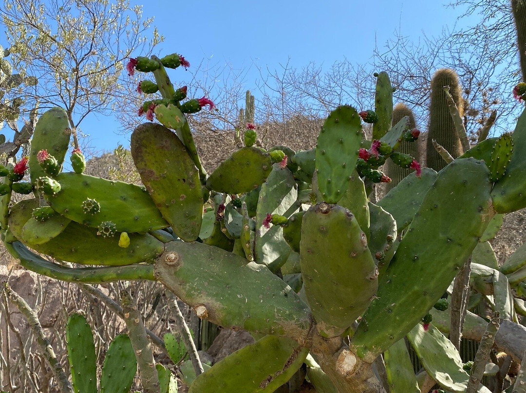 Jardin Botanico Regional de Cadereyta景点图片