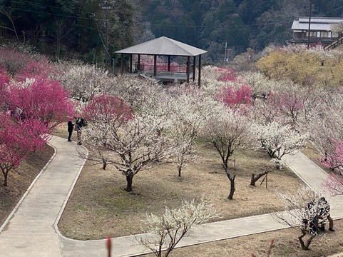 Tsukigase Plum Valley-奈良市必去景点