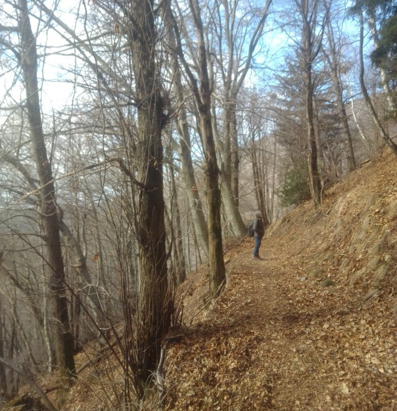 Parco Alpe del Viceré景点图片