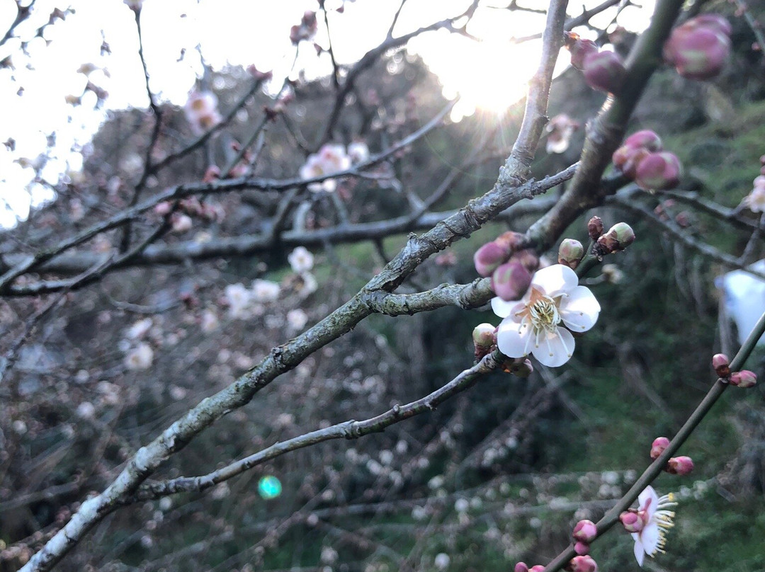Ano Plum Grove-五条市必去景点