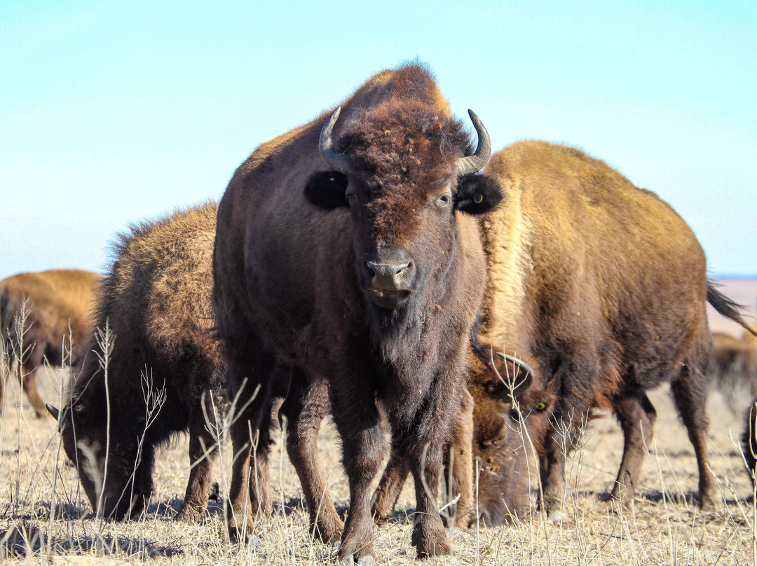 Tallgrass Prairie Preserve-Pawhuska必去景点