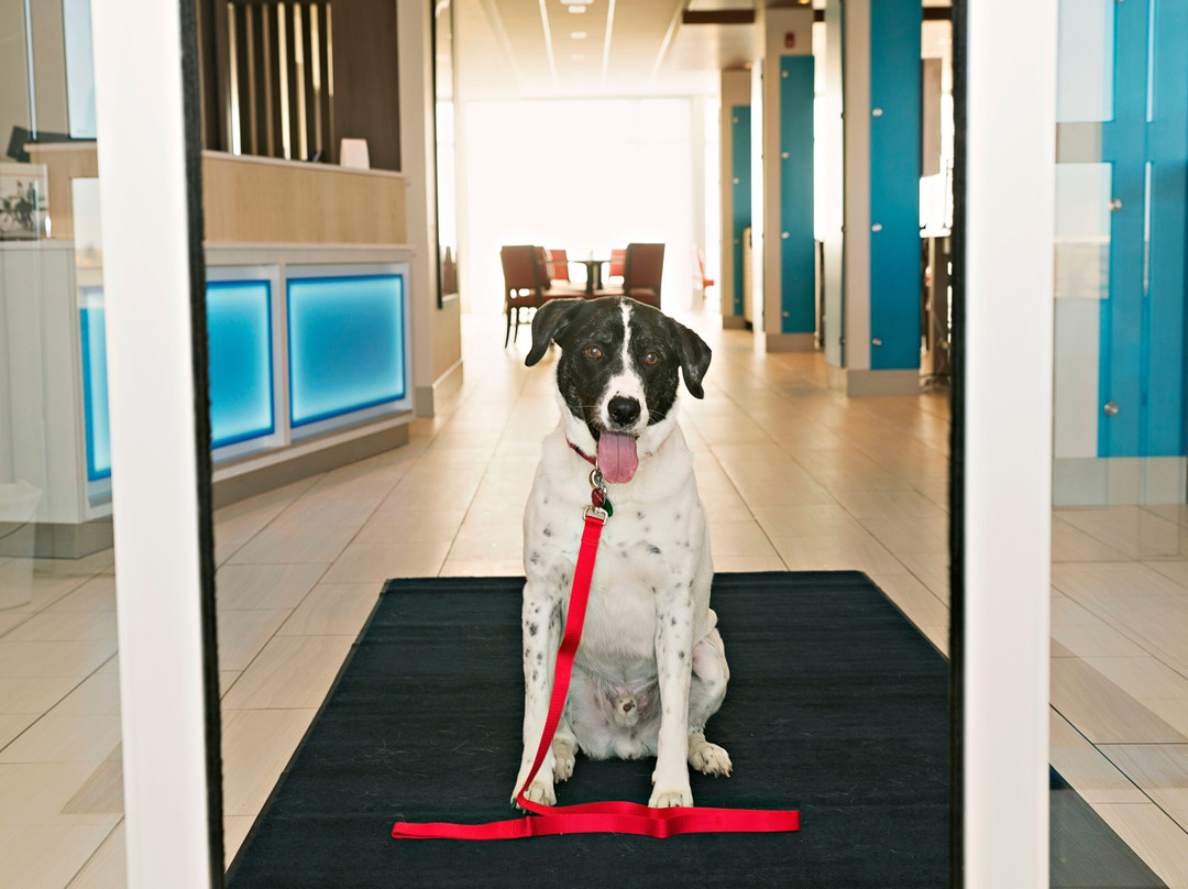 Holiday Inn Express & Suites Rantoul By IHG主图