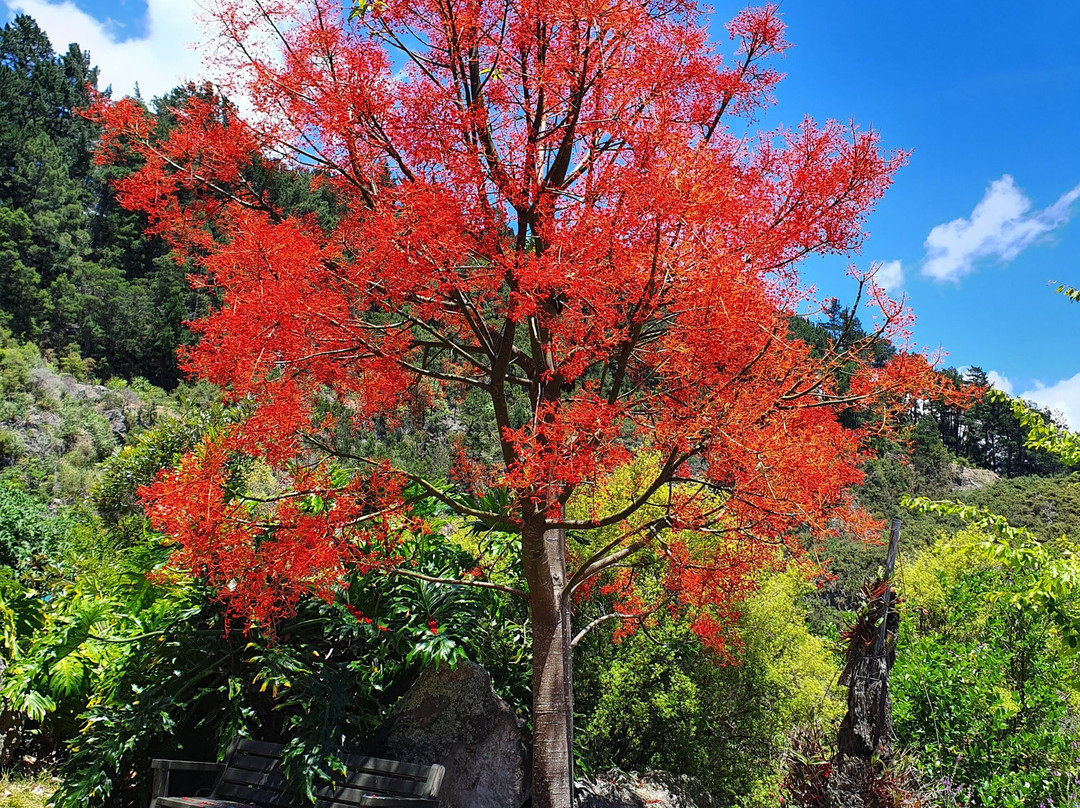 Te Puna Quarry Park景点图片