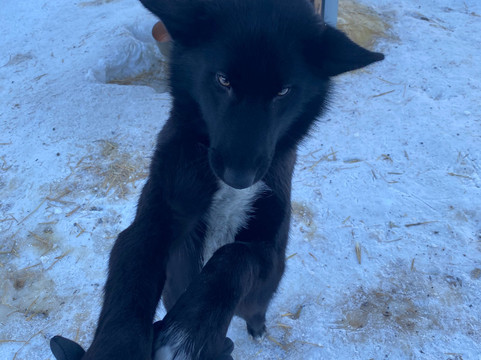 Black Spruce Dog Sledding-费尔班克斯必去景点