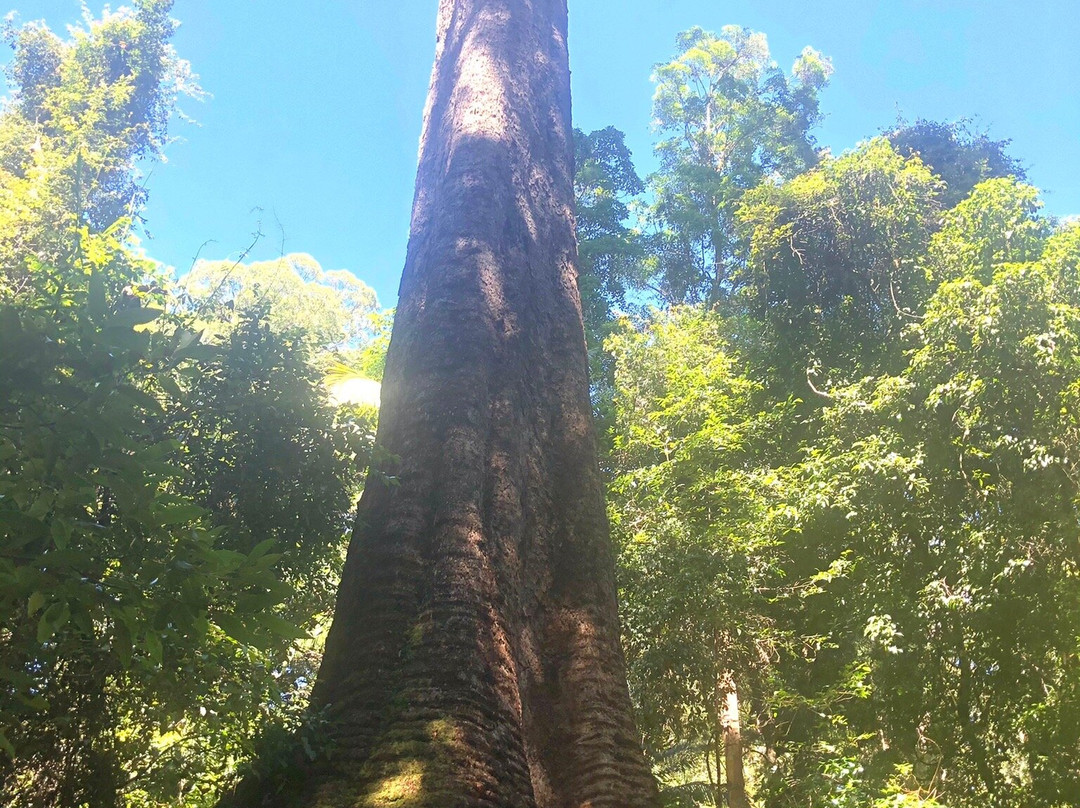 Old Bottlebutt-Wauchope必去景点