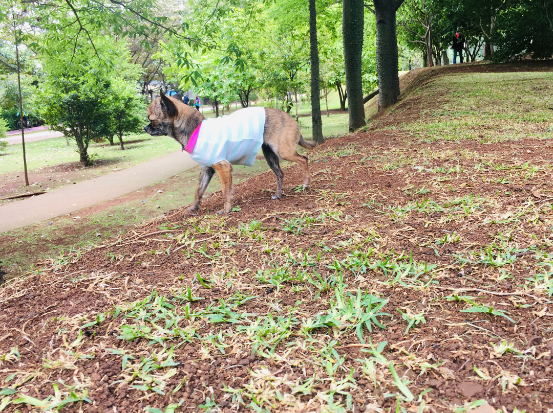 Parque Do Povo-圣保罗必去景点