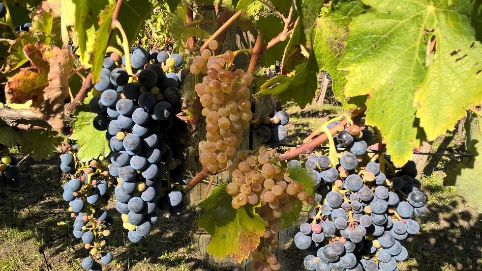 Cantina Macchia dei briganti景点图片