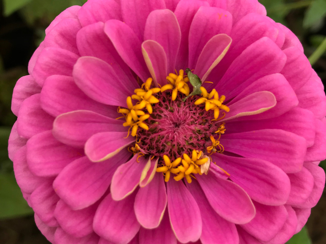 Southern Belle Farm-McDonough必去景点