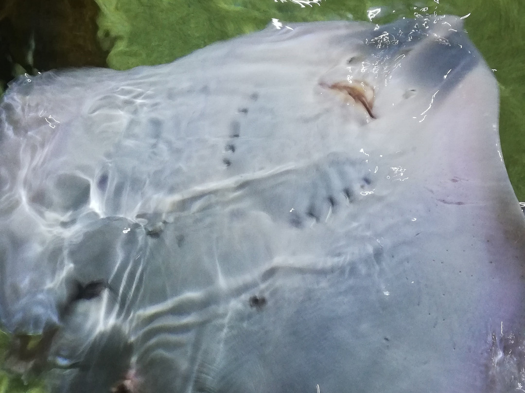 Sealife Adventure景点图片
