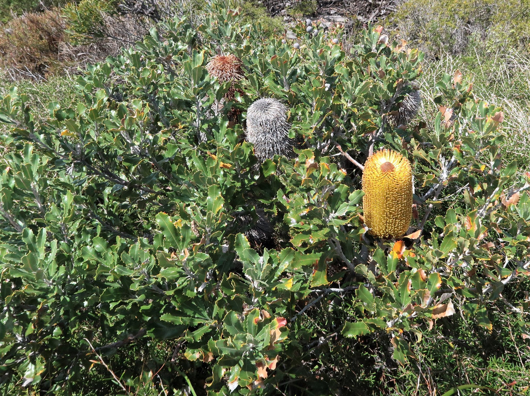 Cave Point-Hopetoun必去景点