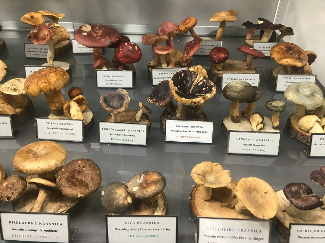 Mushroom Museum-萨格勒布必去景点