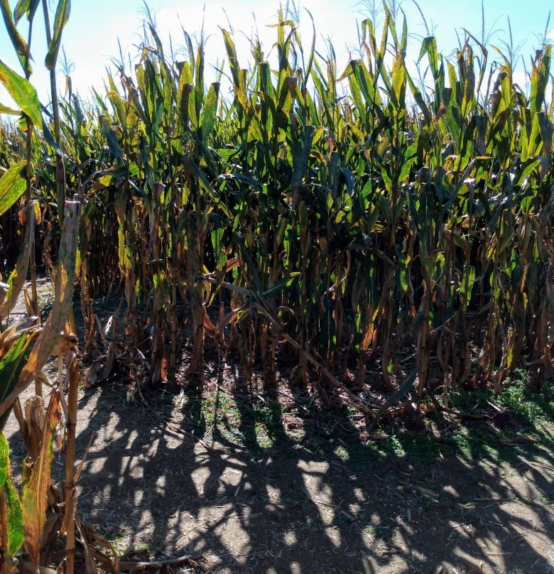 Flinchbaugh's Orchard and Farm Market-Hellam必去景点