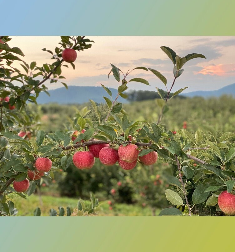 R & A Orchards-Ellijay必去景点