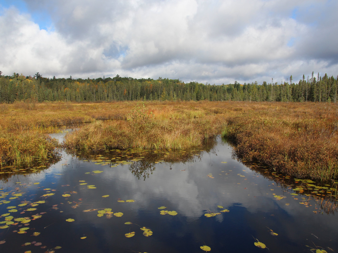 Spruce Bog Boardwalk Trail景点图片
