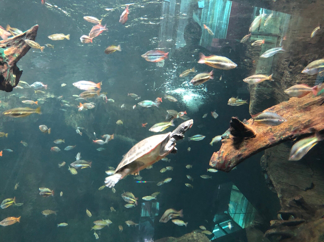 AQUATIS Aquarium-Vivarium Lausanne景点图片