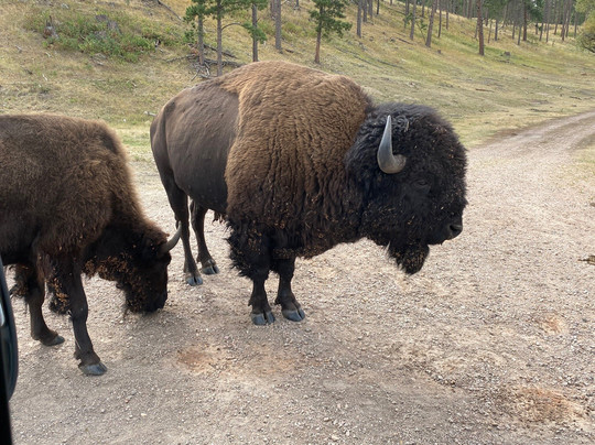 Dave's World Tours-卡斯特必去景点