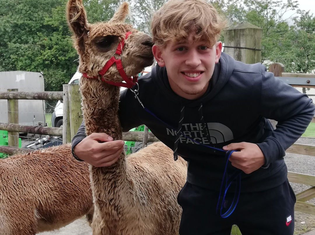 Popham Farm Alpaca Trekking-索尔塔什必去景点