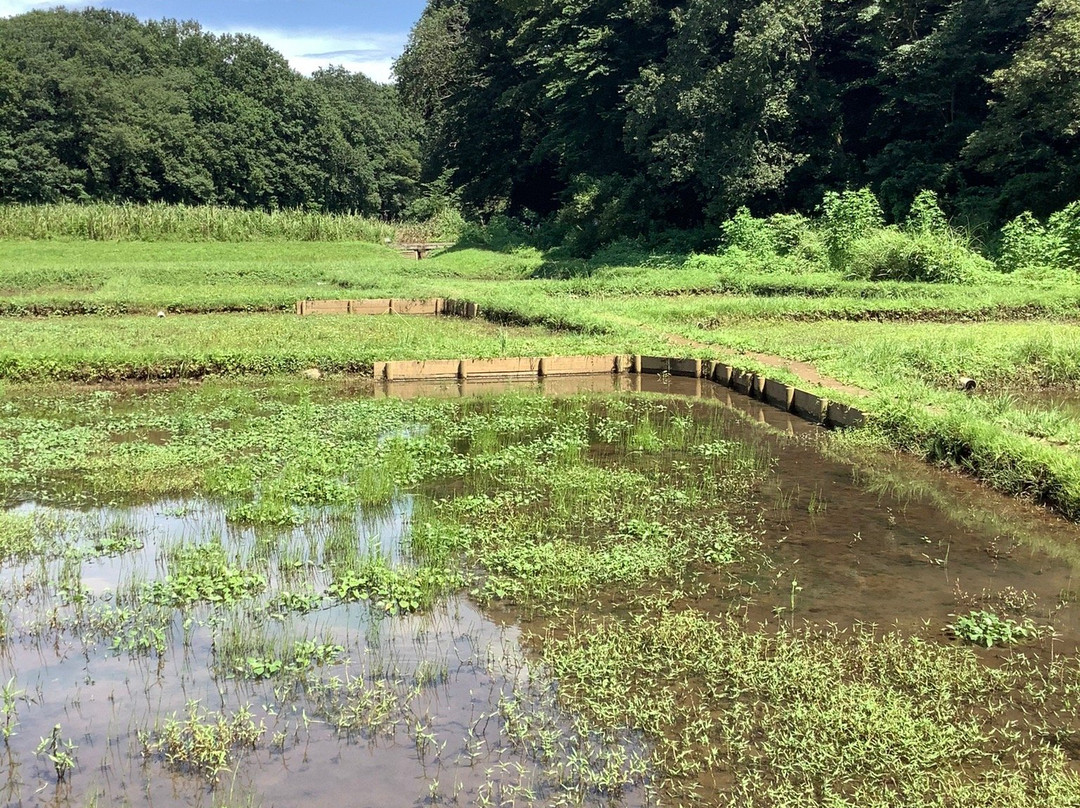Noyamakita Rokudoyama Park-武藏村山市必去景点