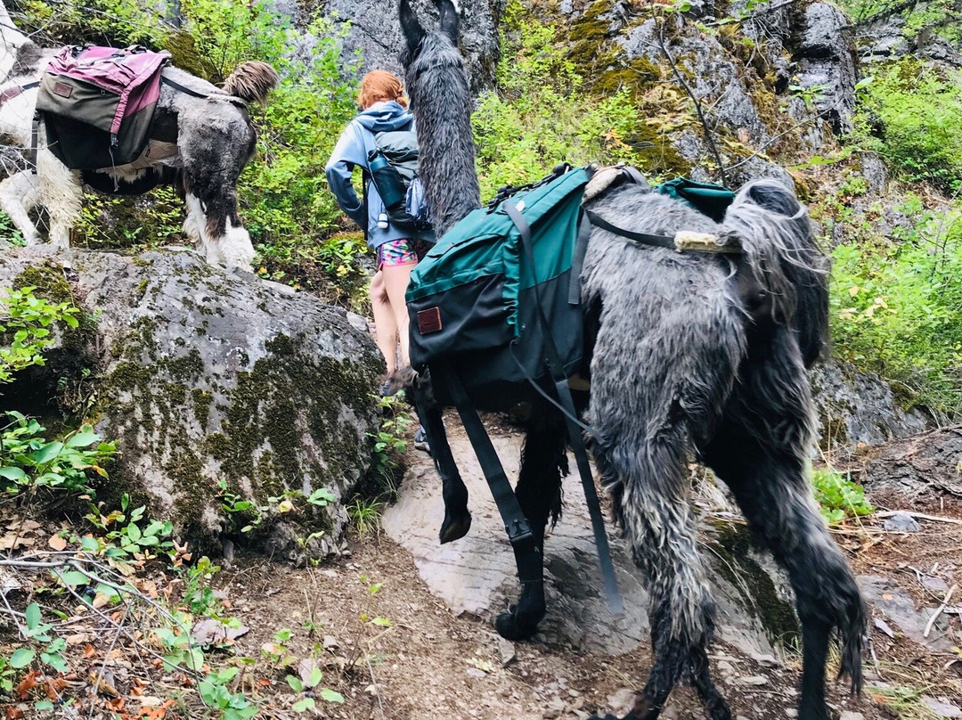 Swan Mountain Llama Trekking景点图片