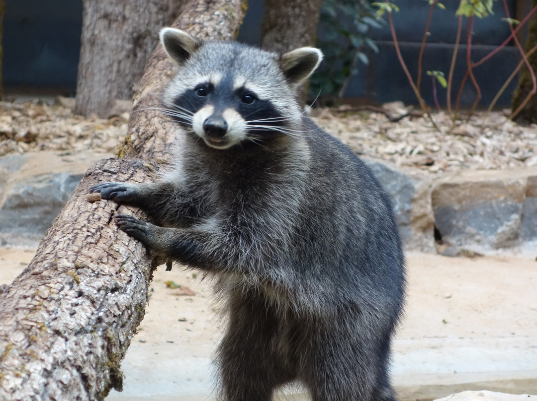 Parc Animalier de Gramat-Gramat必去景点
