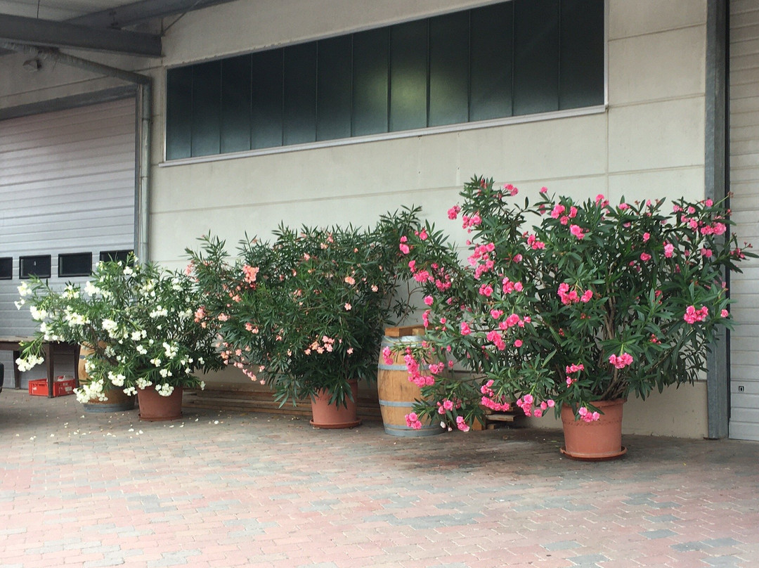 Weingut und Gästehaus Volker Schmitt主图