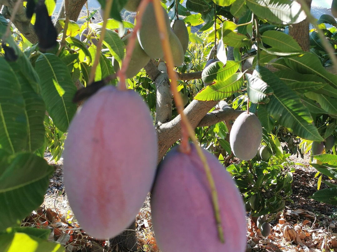 Benagalbon旅游攻略图片