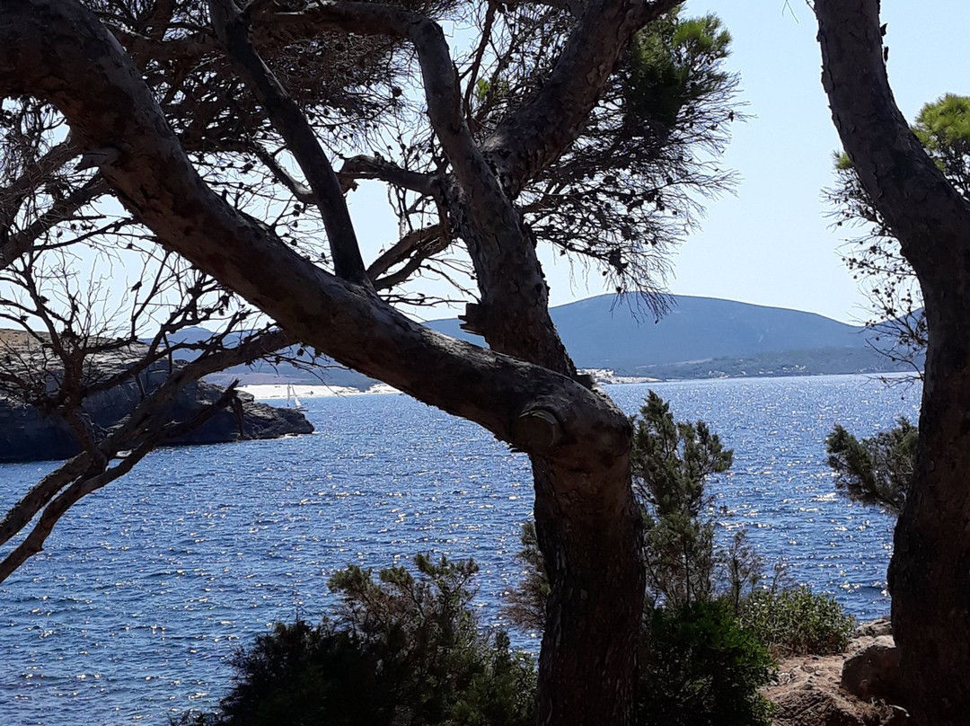 Pineta di Candiani