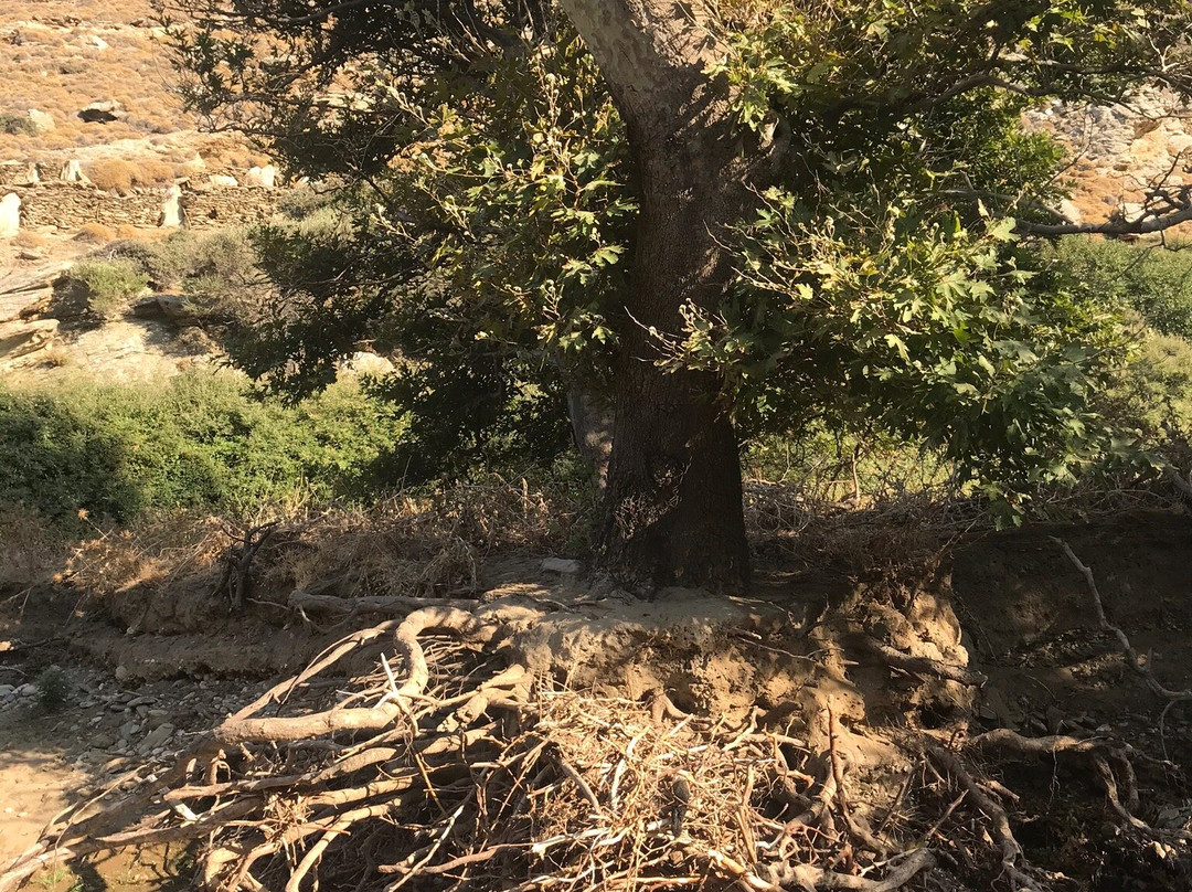 Achla Beach-安德罗斯必去景点