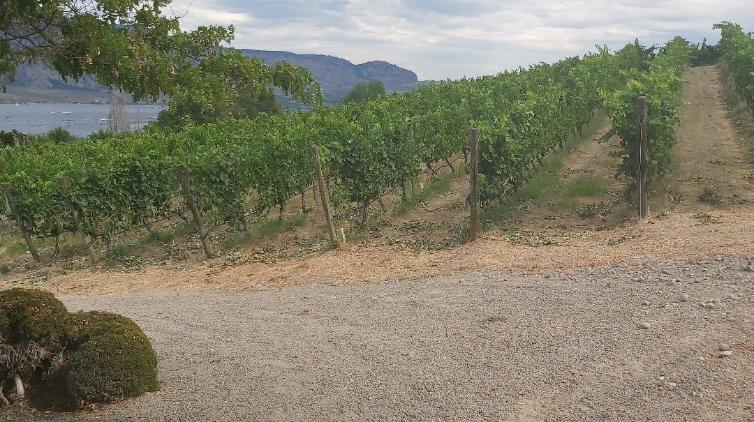 La Stella Winery景点图片